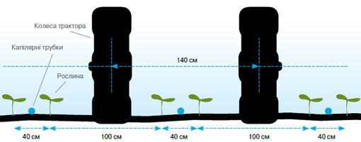 Схема размещения растений капусты пекинской гибрида Suprin F1 при выращивании на капельном орошении