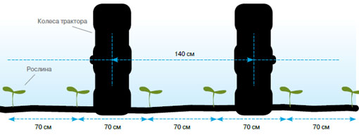 Схема размещения растений капусты пекинской гибрида Suprin F1 при выращивании на дождевании