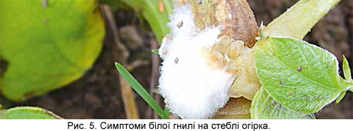 Белая гниль на стебле огурца