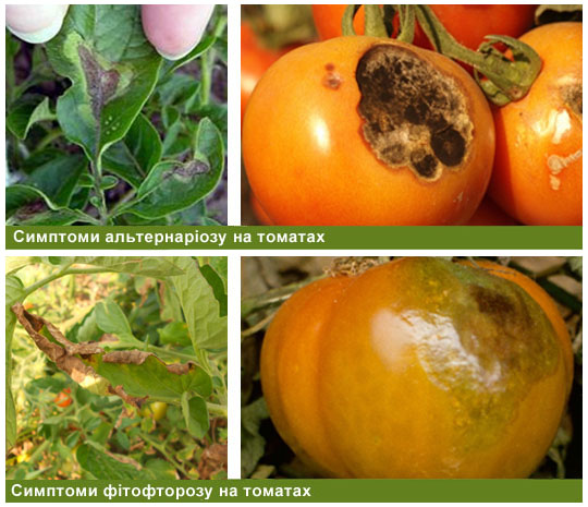 Симптомы альтернариоза и фитофтороза на томатах