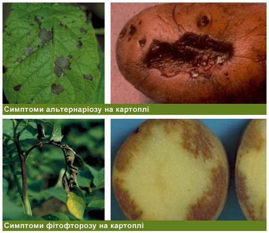 Симптомы альтернариоза и фитофтороза на картофеле