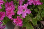 Петуния крупноцветковая бахромчатая низкорослая Афродита F1, розовая  - 50 семян