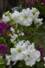 Петуния крупноцветковая бахромчатая низкорослая Афродита F1, белая  - 50 семян