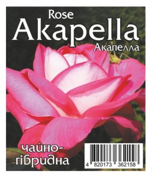Роза Акапелла (Akapella)