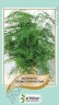 Аспарагус пушистоперистый  - 5 семян