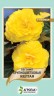 Бегония крупноцветковая Желтая  - 20 семян