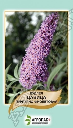 Будлея Давида Пурпурно-фиолетовая  - 0,01 грамм