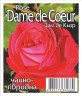 Роза Дам де Кьор (Dame de Coeur)