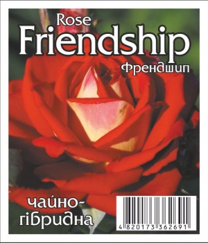 Роза Френдшип (Friendship)