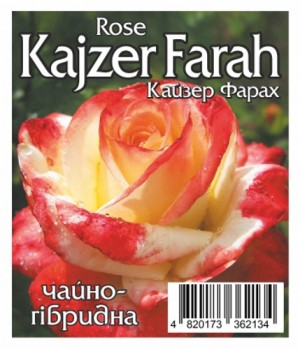 Роза Кайзер Фарах (Kajzer Farah)