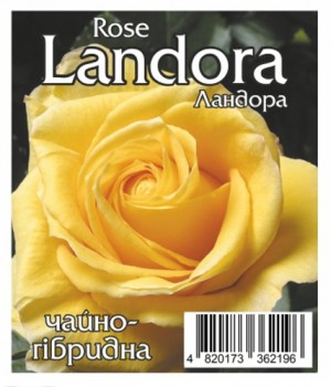 Роза Ландора (Landora)