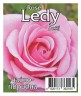 Роза Леди (Ledy)