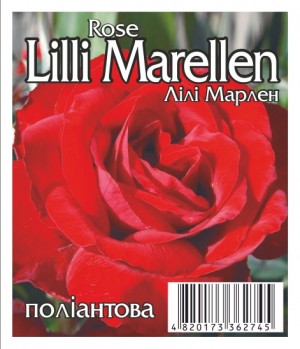 Роза Лили Марлен (Lilli Marellen)