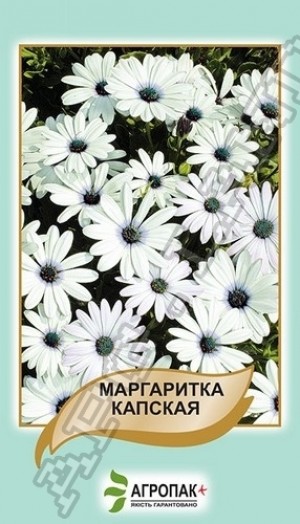 Маргаритка капская  - 20 семян