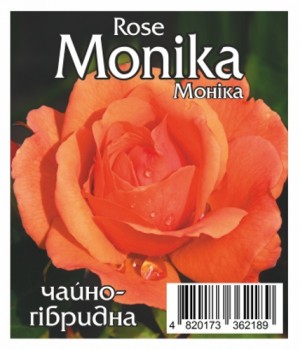 Роза Моника (Monika)