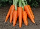 Морковь Абликсо F1 - 1 грамм