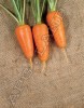Морковь Болтекс - 3 грамма