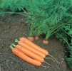 Морковь Дордонь F1 - 1 грамм
