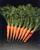 Морковь Каротан - 1 грамм