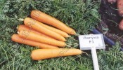 Морковь Лагуна F1 - 10 грамм