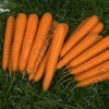 Морковь Лагуна F1 - 1 грамм