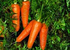 Морковь Редко - 3 грамма
