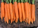 Морковь Сиркана F1 - 10 грамм