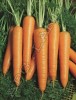 Морковь Вита Лонга - 1 грамм