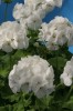 Пеларгония зональная Бланка F1, белая  - 50 семян