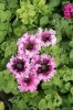 Петуния гибридная великолепная Розеа  - 100 семян