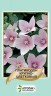 Платикодон крупноцветковый, розовый - 50 семян