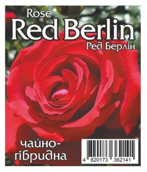 Роза Рэд Берлин (Red Berlin)