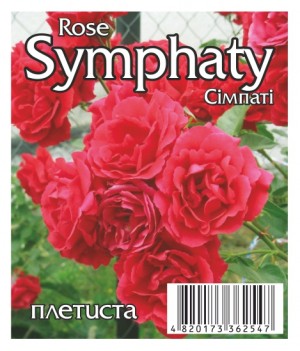 Роза Симпати (Symphaty)