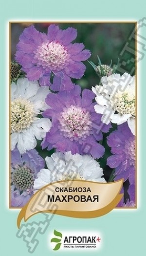 Скабиоза кавказская Махровая  - 0,5 грамм