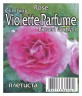 Роза Виолет Парфум (Сlimbing Violette Parfume)
